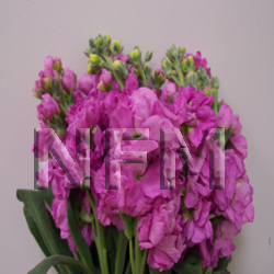 pink stock flowers